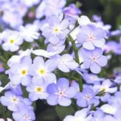 Myosotis - Le pack de 6 plants