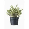 Myrtus Communis Tarentina (Myrte de Tarente) en pot de 3 L vert