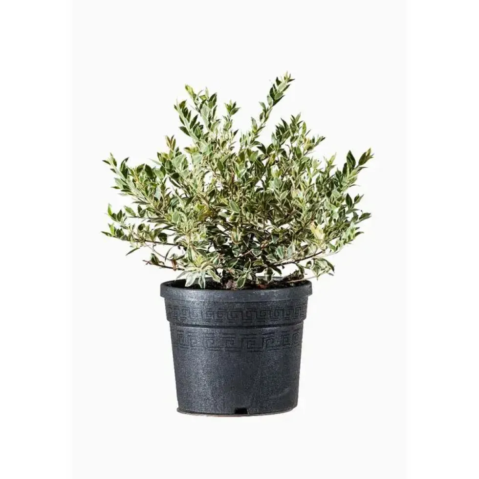 Myrtus Communis Tarentina (Myrte de Tarente) en pot de 3 L vert