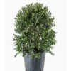 Myrtus Luma (Myrte du Chili) en pot de 30 L vert