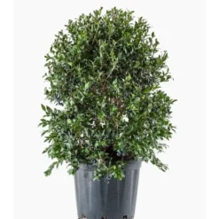 Myrtus Luma (Myrte du Chili) en pot de 30 L vert