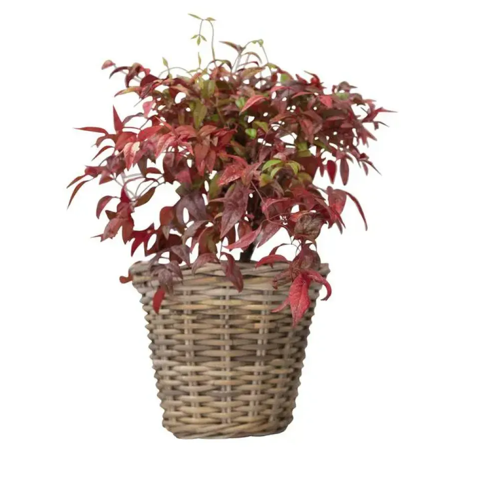 Nandina Domestica Obsessed ou bambou sacré rouge en pot de 5 L