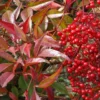 Nandina Domestica rouge en pot de 15 L