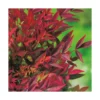 Nandina Gulfstream pot 3 L