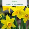 Narcisse botanic® - 9 bulbes