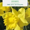 Narcisse Dutch master botanic® - 8 bulbes
