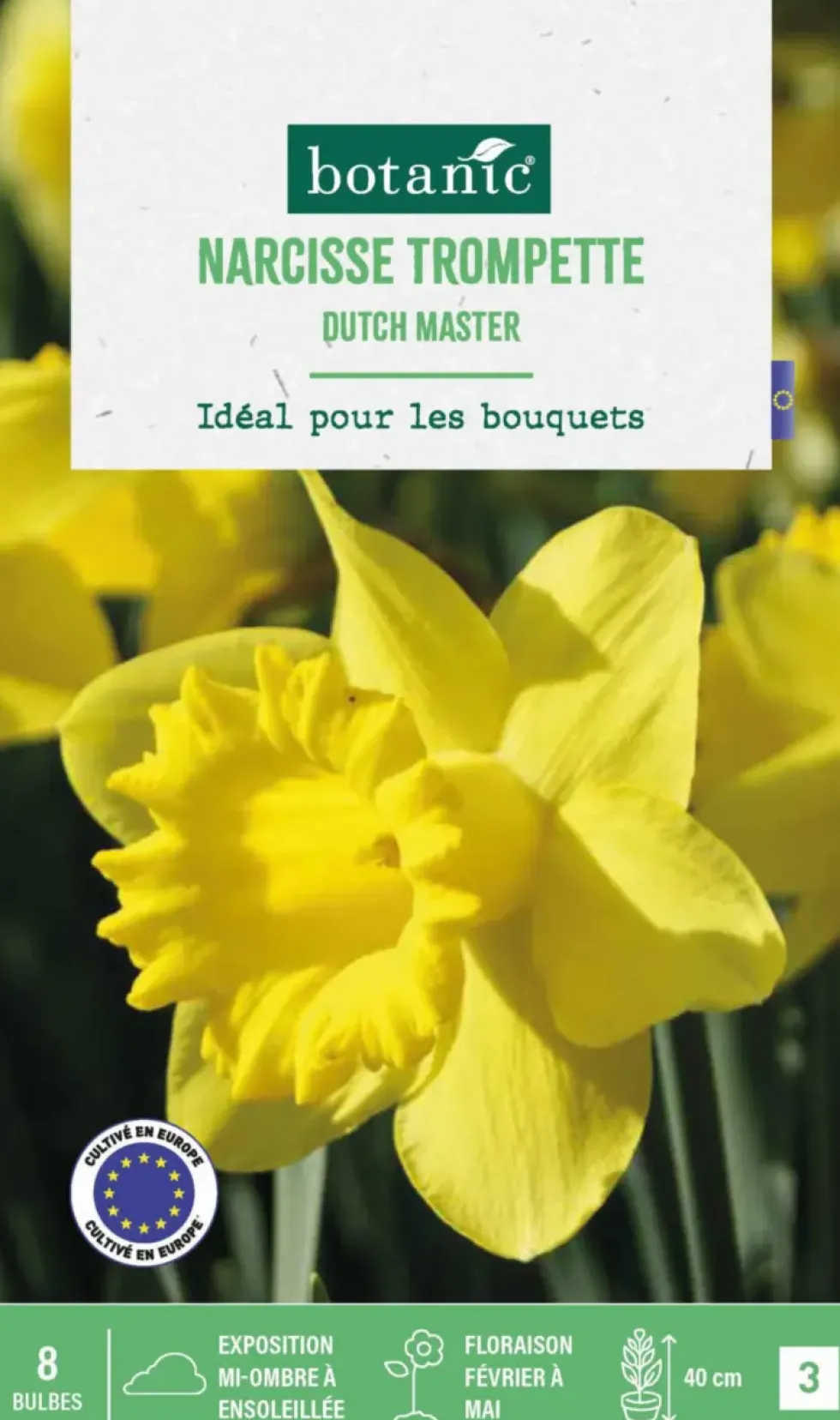 Narcisse Dutch master botanic® - 8 bulbes