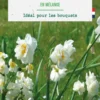 Narcisse en mélange botanic® - 15 bulbes