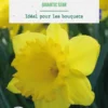 Narcisse gigantic star botanic® - 8 bulbes