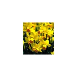 Narcisse Gold Attraction - La coupe de 19 cm
