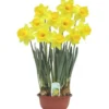 Narcisse - La coupe de 16 cm