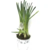 Narcisse - Pot zinc
