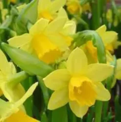Narcisse tête a tête - Le pot de 10.5 cm