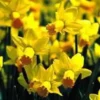 Narcisse tête à tête jaune dans un pot en fer grand modèle