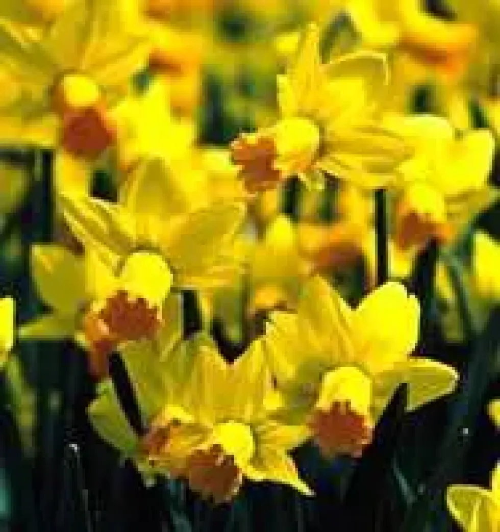 Narcisse tête à tête jaune dans un pot en fer grand modèle