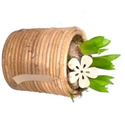 Narcisse tête à tête - Le panier déco