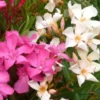 Nerium Oleander extra – Pot de 84L