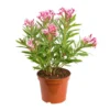 Nerium Oleander Varié – Pot de 7L