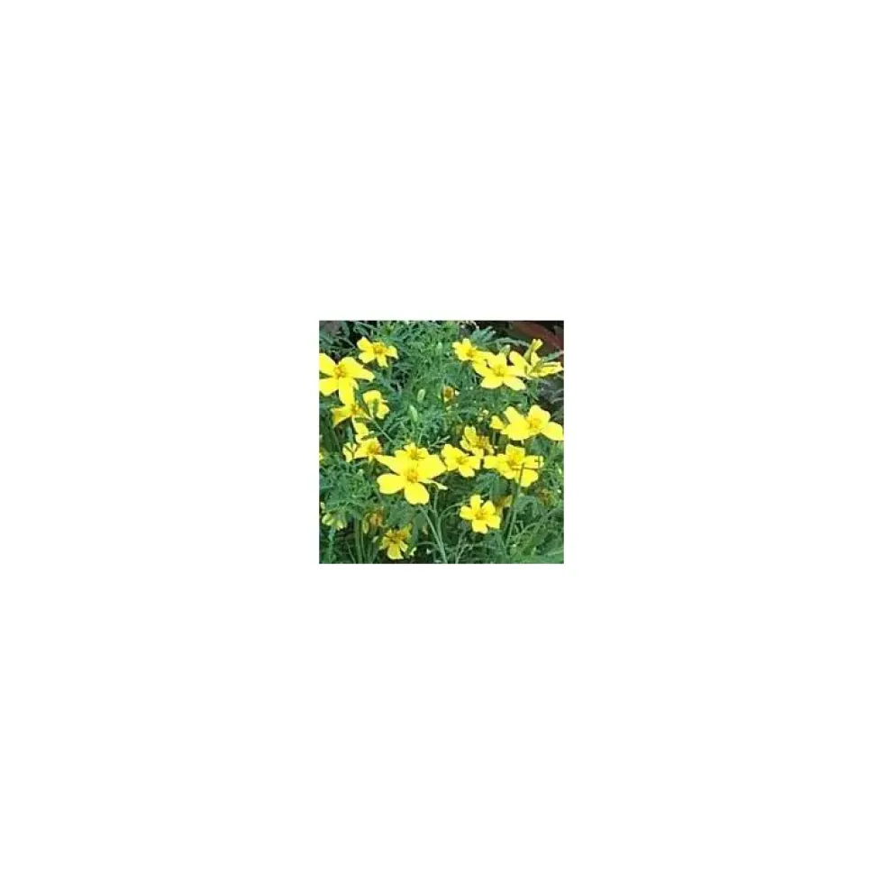 Oeillet d'inde petites fleurs - Le pot de 2,5 litres