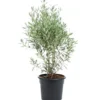 Olea Europaea ou Olivier en pot déco de 10 L