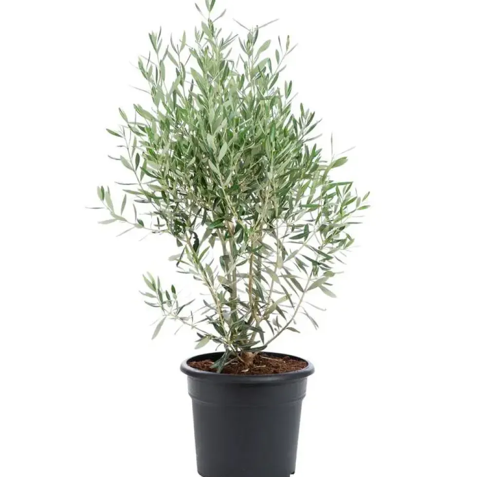 Olea Europaea ou Olivier en pot déco de 10 L