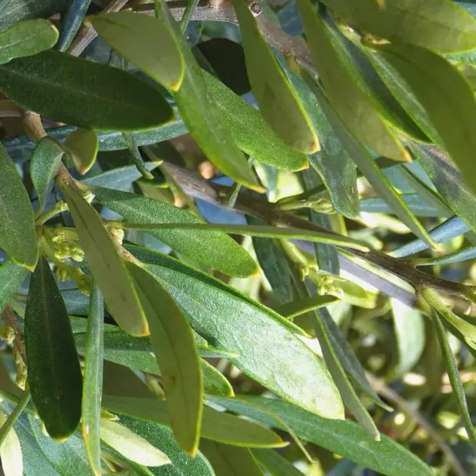 Olea Europaea ou Olivier 60/80 en pot de 285 L