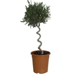 Olea Europaea ou Olivier Spirale 70/80 cm en pot de 6 L
