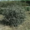 Olearia Virgata 80/100 cm en pot de 4 L