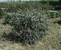 Olearia Virgata 80/100 cm en pot de 4 L