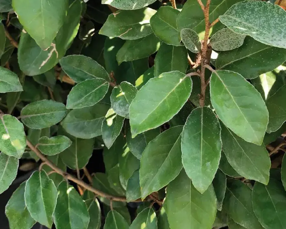 Olivier de Bohême (ELAEAGNUS EBBINGEI COMPACTA) Le pot de 5 litres