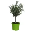 Olivier Olea Europaea – Pot de 3L