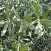 Olivier (Olea Europea) 50/70. Le pot de 90 litres