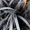 Ophiopogon Planiscapus Nigrescens (barbe de serpent) en pot de 2 L noir