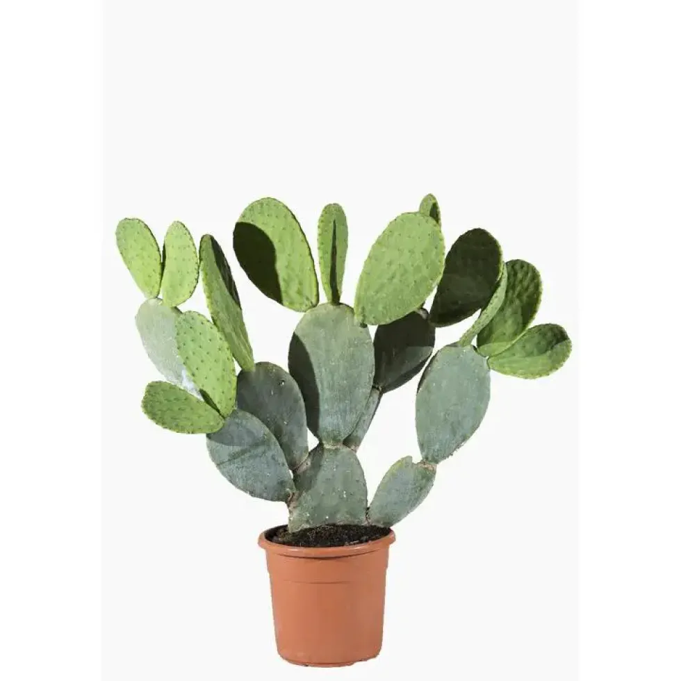 Opuntia Ficus Indica ou Figuier de Barbarie en pot de 7 L