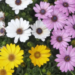 Osteospermum Trixie - Le pot de 3 litres