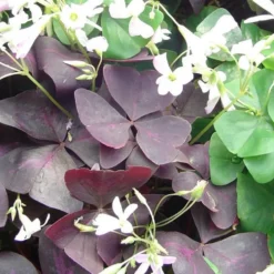 Oxalis rose - Le pot de Ø 13 cm
