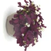 Oxalis trèfle à 4 feuilles - La coupe de 25 cm