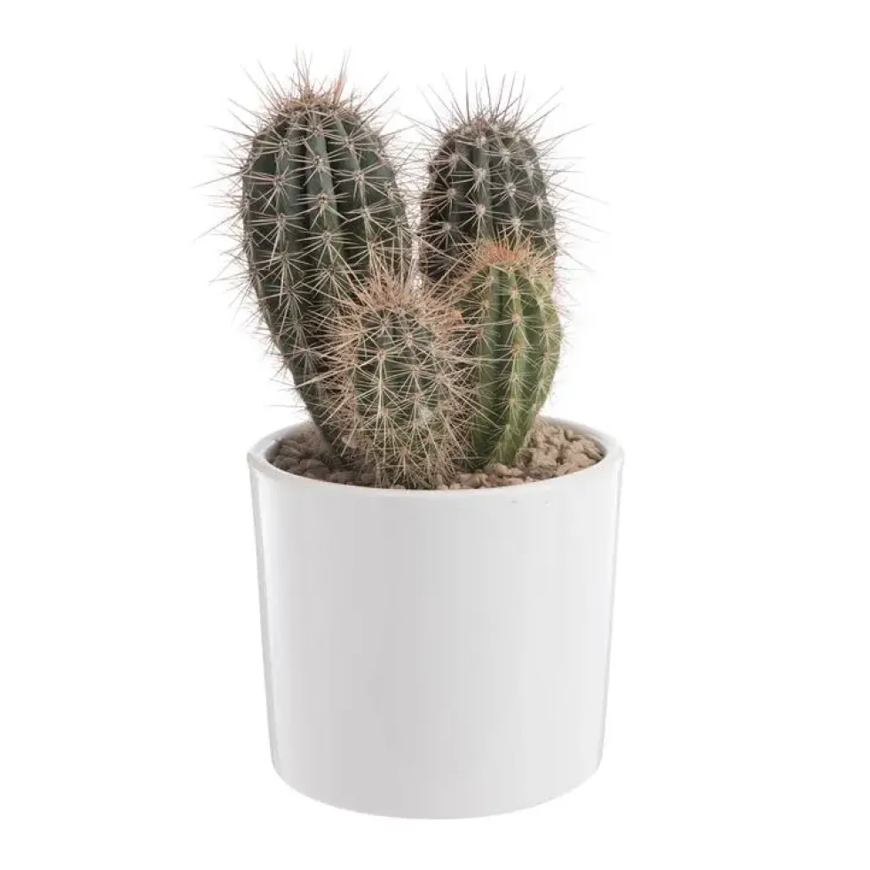 Pachycereus pringlei en pot blanc émaillé H 20 x Ø 20 cm