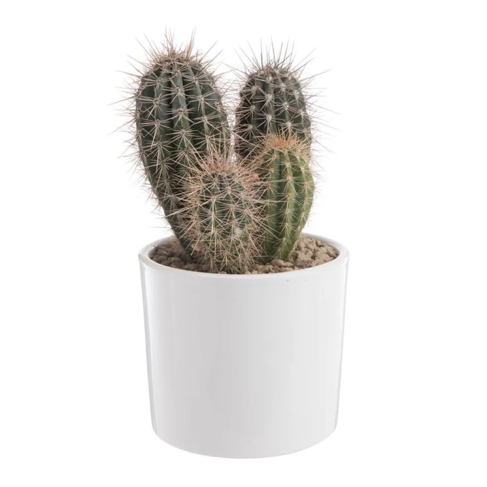 Pachycereus pringlei en pot blanc émaillé H 20 x Ø 20 cm
