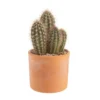 Pachycereus pringlei en pot terre cuite H 10 x Ø 20 cm