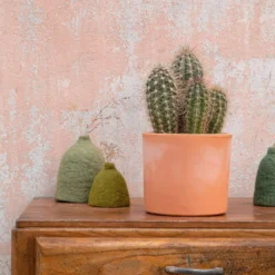 Pachycereus pringlei en pot terre cuite H 10 x Ø 20 cm