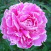 Paeonia Go Daigo - Le pot de 2 litres
