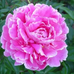 Paeonia Go Daigo - Le pot de 2 litres