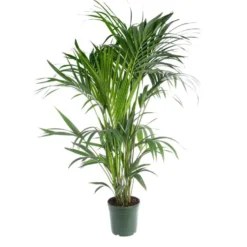 Palmier Kentia. Le pot Ø 21 cm