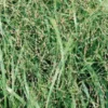 Panicum Virgatum Heavy Metal - Le pot de 3 litres