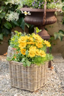 Panier carré en osier gris Marcia - 33 x 33 x 30 cm