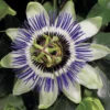 PASSIFLORE CAERULEA. Le pot de 3 litres