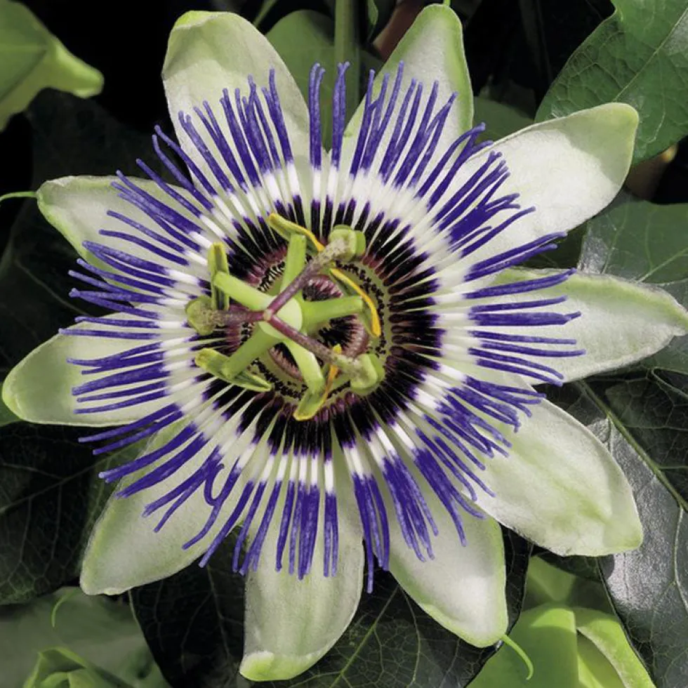 PASSIFLORE CAERULEA. Le pot de 3 litres