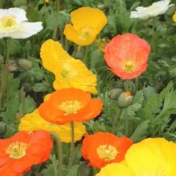 Pavot d’Islande rose en pot de 2 L