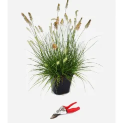 Pennisetum Alop.Little Bunny - Le pot de 3 litres